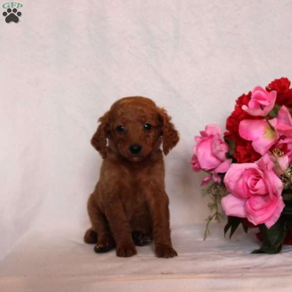 Malvina, Mini Goldendoodle Puppy